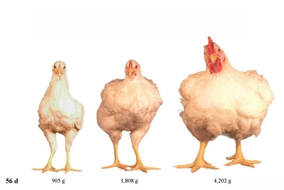 Poultry Science / ps.oxfordjournals.org