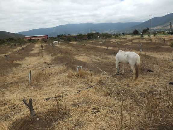 Sequía en la Provincia de Petorca