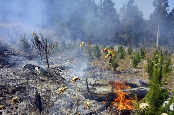 Incendio Forestal en El sector San José de Colico, provincia de Arauco.
