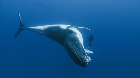 Humpback-Whale_Rurutu-French-Polynesia_2_jpg