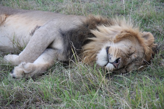 masai mara male lion