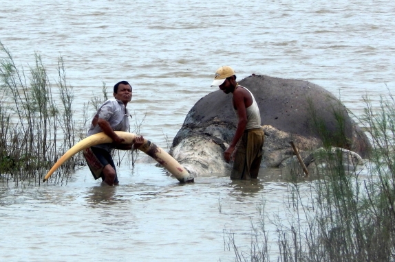 India: Wild elephant killed in Assam