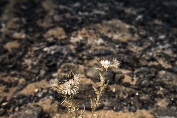 MELIPEUCO: Incendio forestal