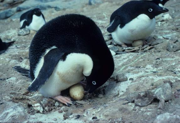 pinguinos-adelia-incubando-huevos