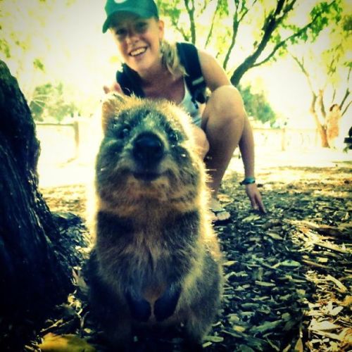 quokka-selfie-trend-cute-rodent-australia-2__605