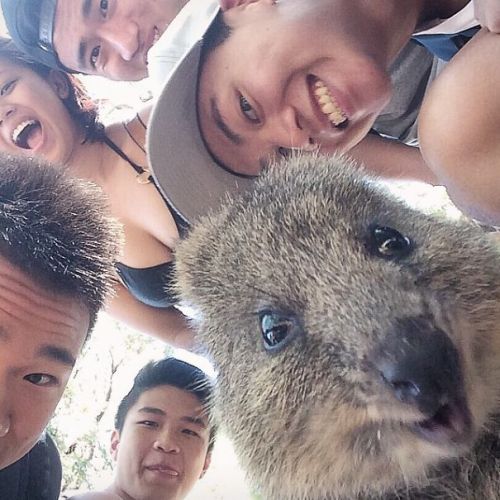 quokka-selfie-trend-cute-rodent-australia-4__605