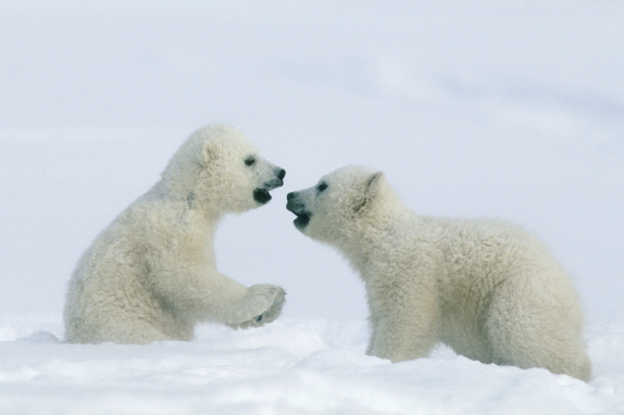 two-polar-bear-cubs-ursus-maritimus-playing-side-view-2