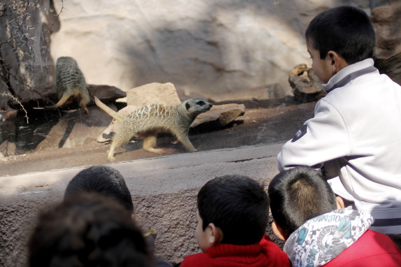 Niños del sename visitan el zoológico del Parque Metropolitano