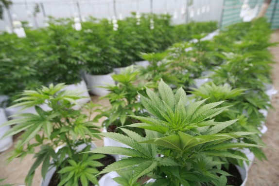 Visitan los cultivos de marihuana de uso terapeutico,