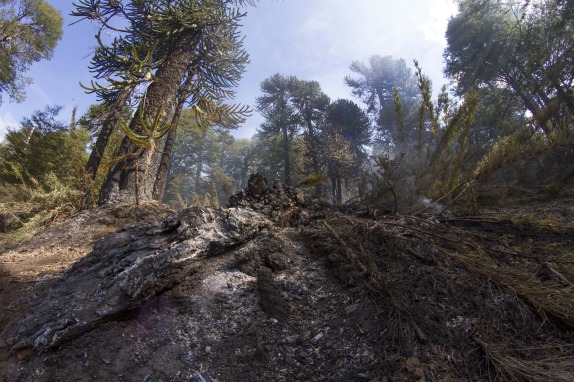 MELIPEUCO: Incendio forestal