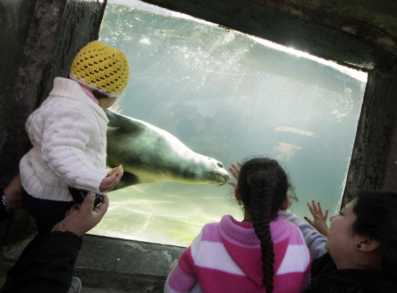 Niños damnificados por los incendios de Valparaiso, visitan Zoológico Metropolitano