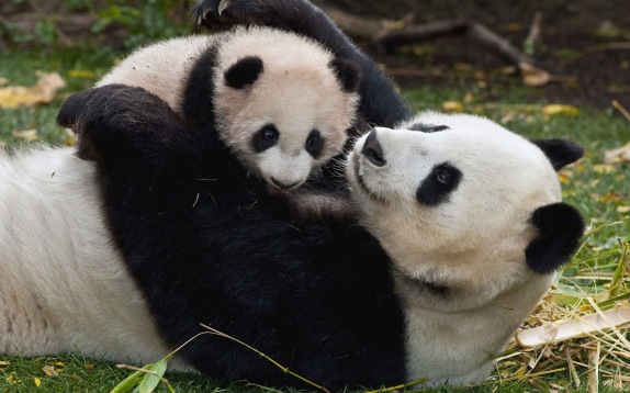 10644-cute-baby-panda-bears-with-baby-panda-hd-wallpapers