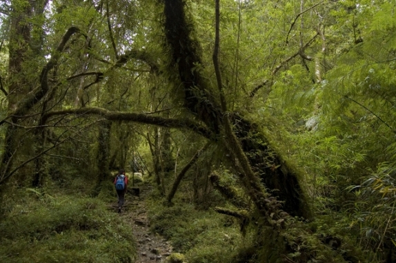 hiking-alerce-andino-national-park-4-640x480