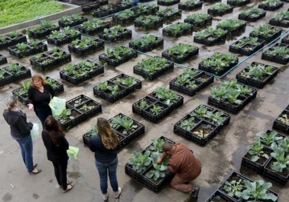 Employees of Eldorado shopping mall harvest vegetables from an organic vegetable garden on the roof of the mall in Sao Paulo