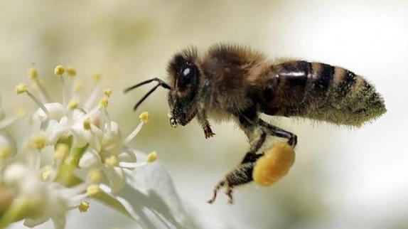 abejas-polen-flores--644x362