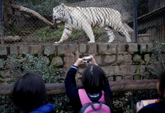 Bautizo Tigres Blancos Zoologico