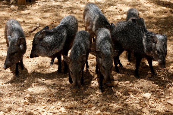 Peccaries are pictured at the Paraguana zoo in Punto Fijo. REUTERS/Carlos Jasso