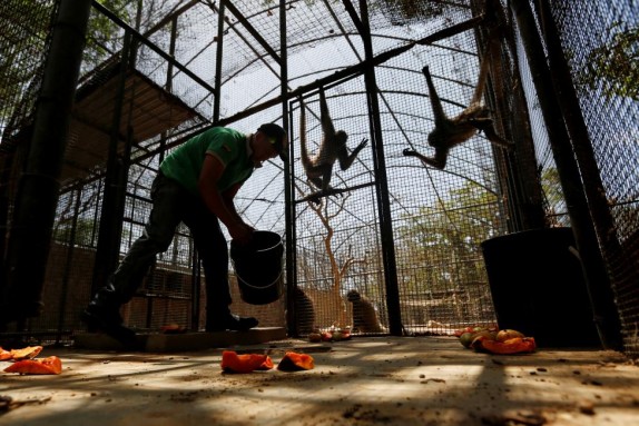 A worker puts papaya on the floor for the spider monkeys, at the Paraguana zoo in Punto Fijo. REUTERS/Carlos Jasso