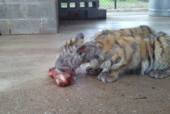 rescue-tiger-recovery-circus-aasha-21-640x430