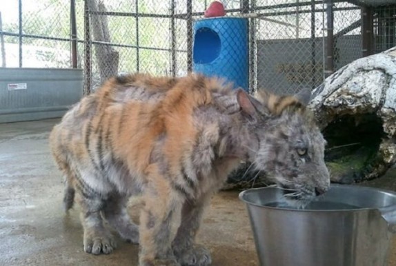 rescue-tiger-recovery-circus-aasha-22-640x430