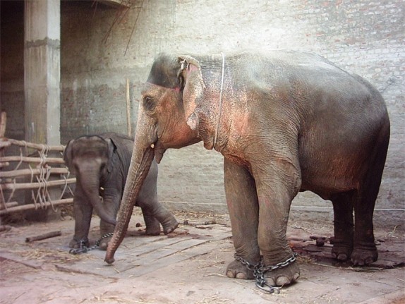 elefantes-encadenados