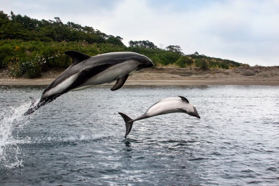 Peale's dolphins (Lagenorhynchus australis) on Aysen coast, Chile.
