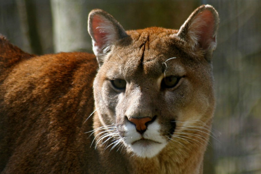 puma La Reina