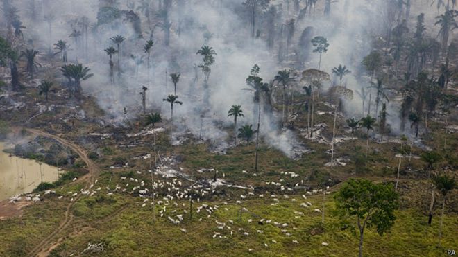 deforestación de la Amazonía