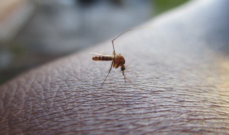 dengue en América Latina