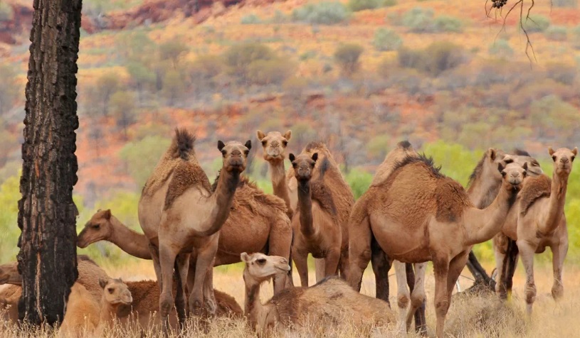 camellos Australia