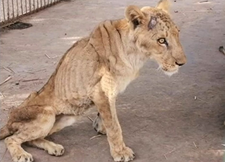 leones Sudán