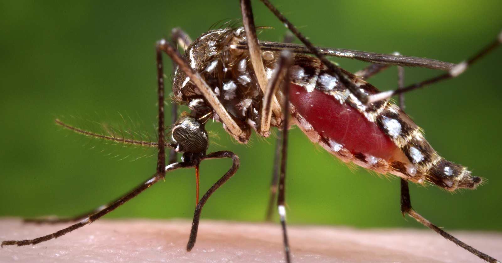 dengue América Latina