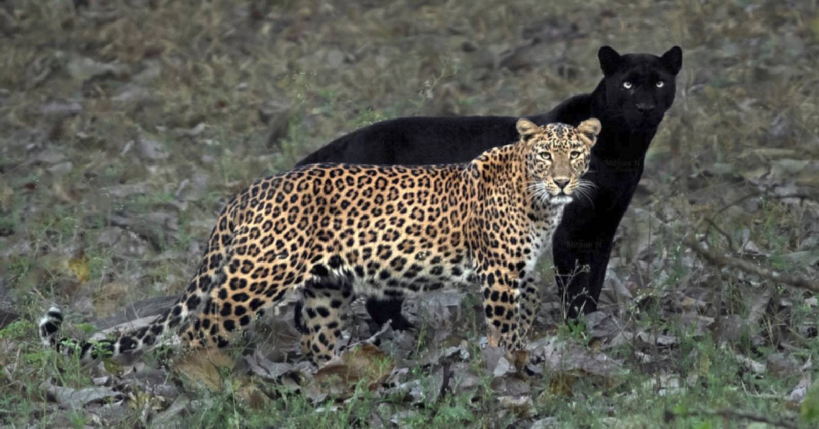 pantera negra y leopardo