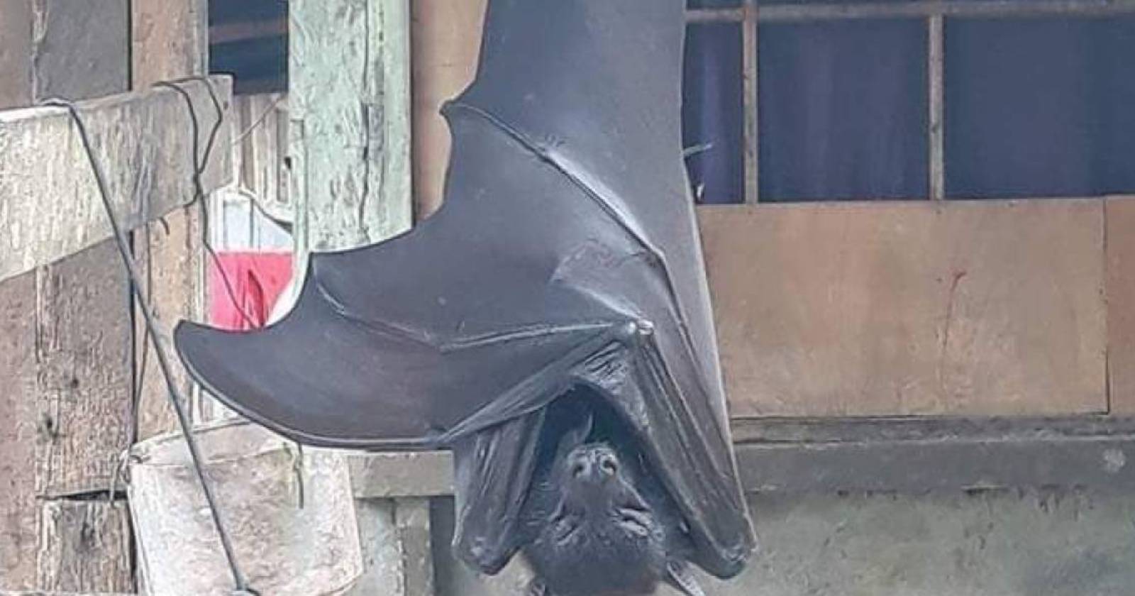 murciélago Filipinas
