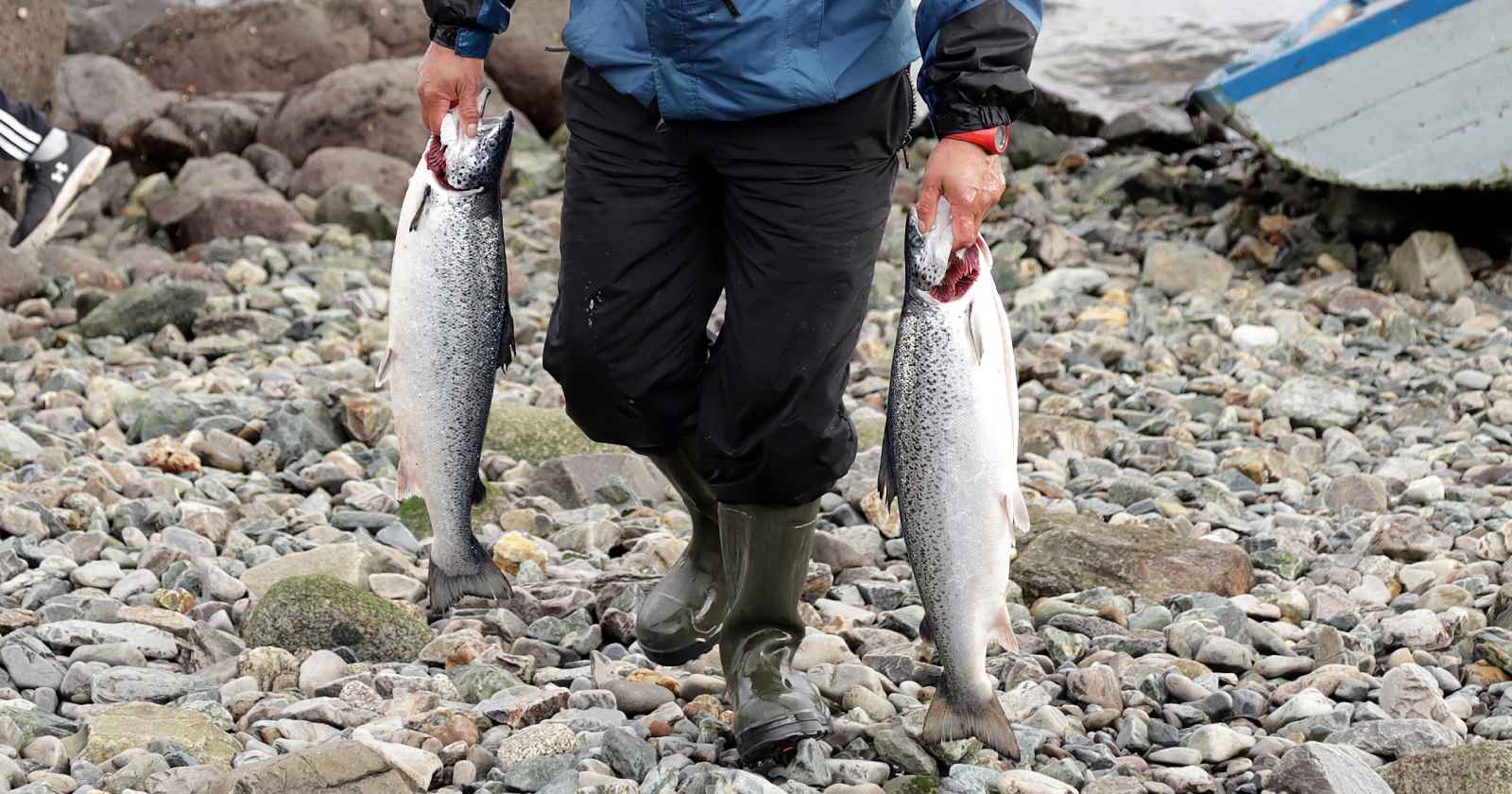 salmón contaminado Talcahuano