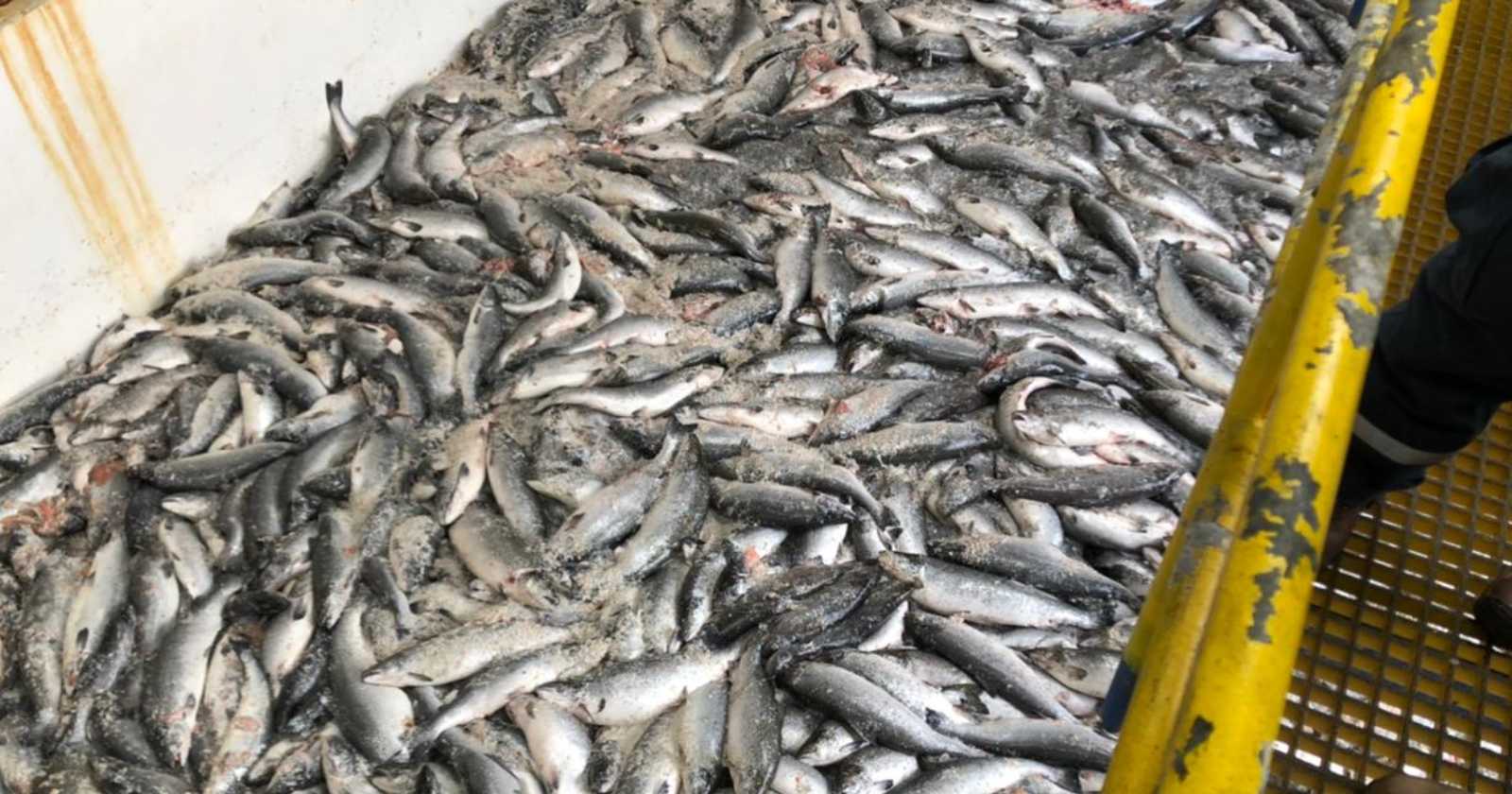 Salmones Camanchaca retiro peces