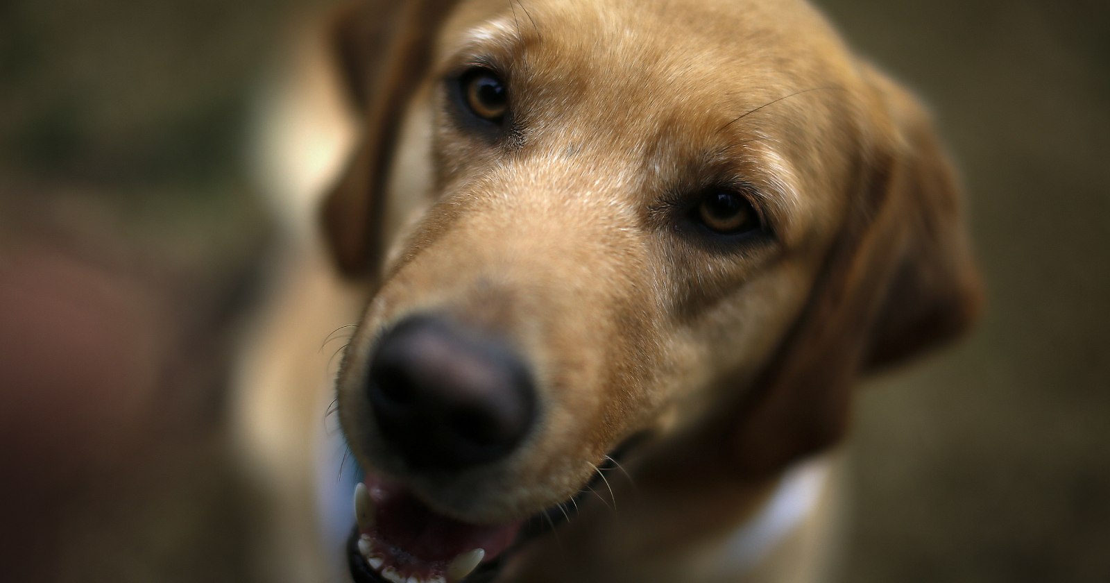 encuesta nacional sobre cuidado y salud de mascotas