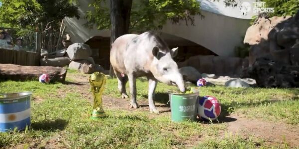 Moto Moto, el emblemático hipopótamo pigmeo de Buin Zoo fue donado a Japón  