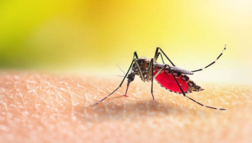 dengue alerta sanitaria