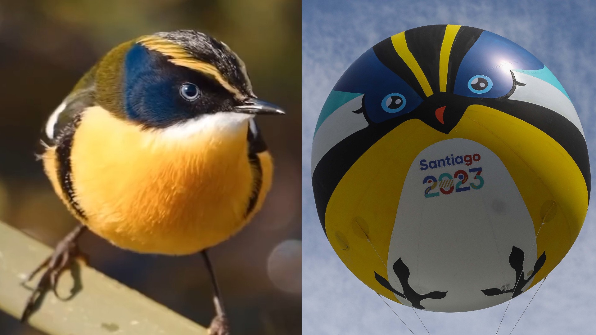 Símbolo de Santiago 2023: ¿Dónde ver al pájaro Fiu en su ambiente real?