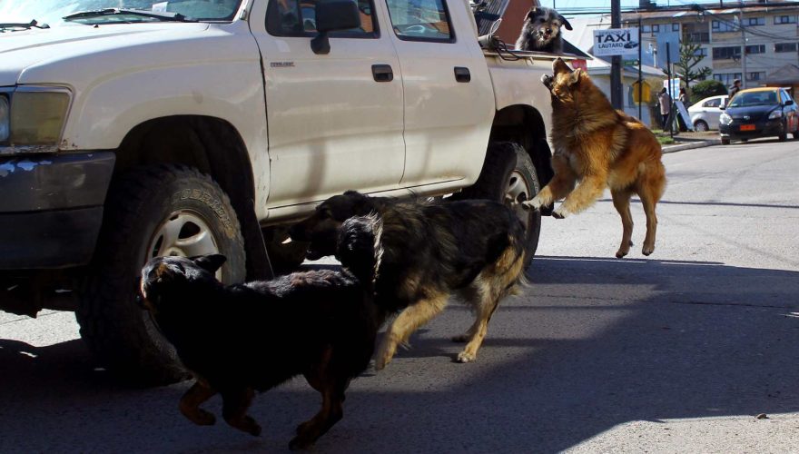 San Pedro de Atacama busca la eutanasia de perros callejeros