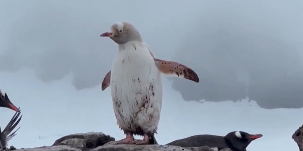 Pingüino Papúa, el extraño ejemplar encontrado en la Antártida