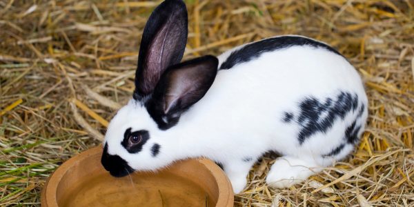 ley prohíbe experimentación animal en cosméticos
