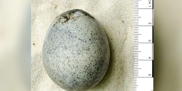 Descubren huevo de gallina de 1700 años