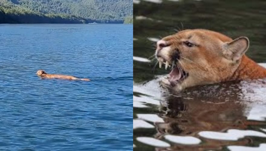 Puma nadador