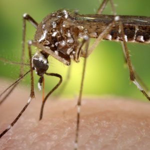 dengue en Arica y Coquimbo