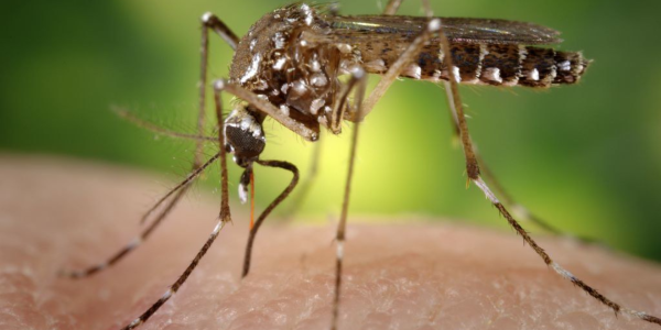 dengue en Arica y Coquimbo