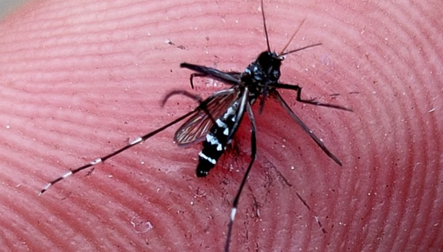 brote de dengue