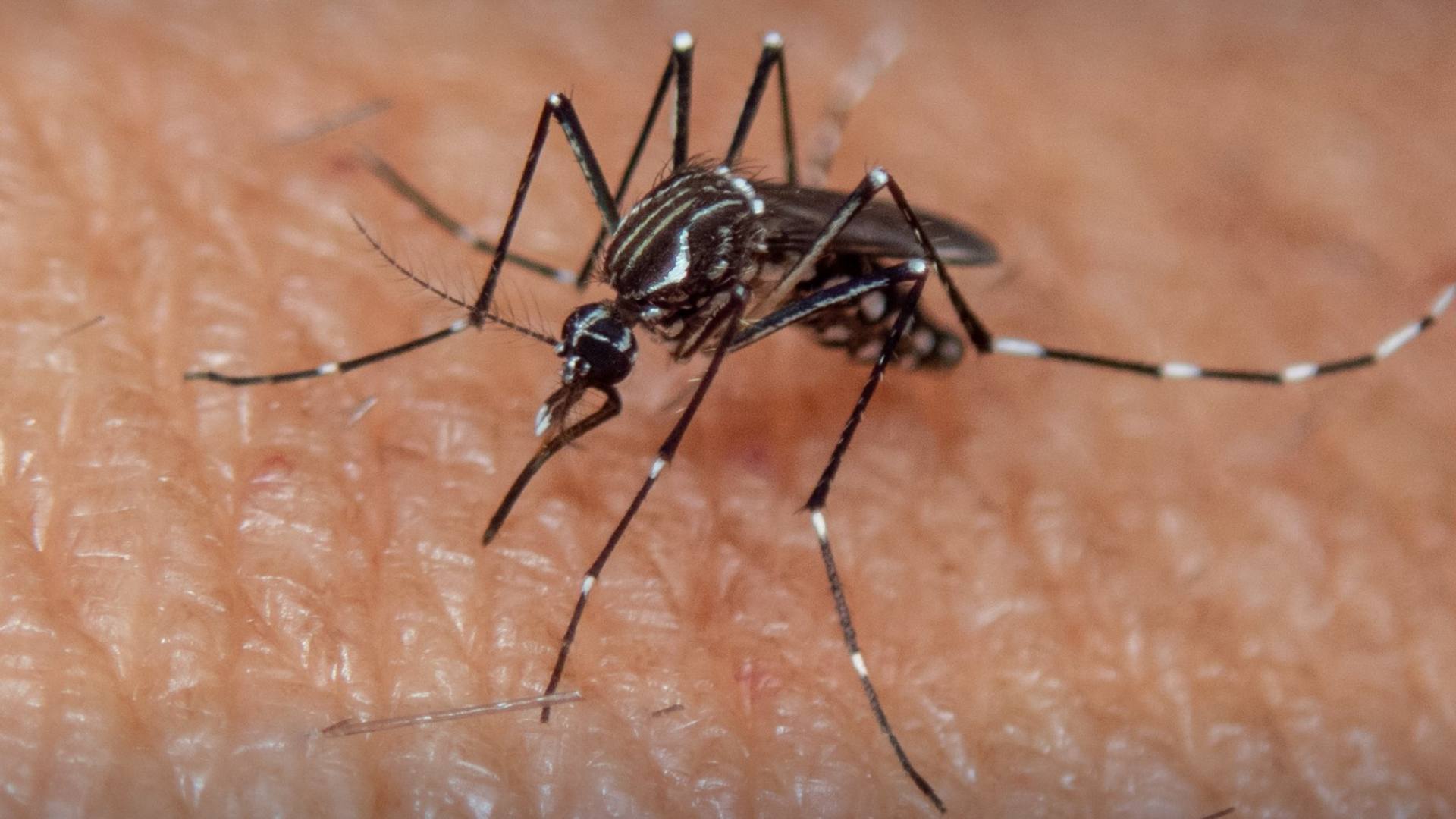 Las nuevas preocupaciones que trae la crisis climática con la situación del dengue en América Latina